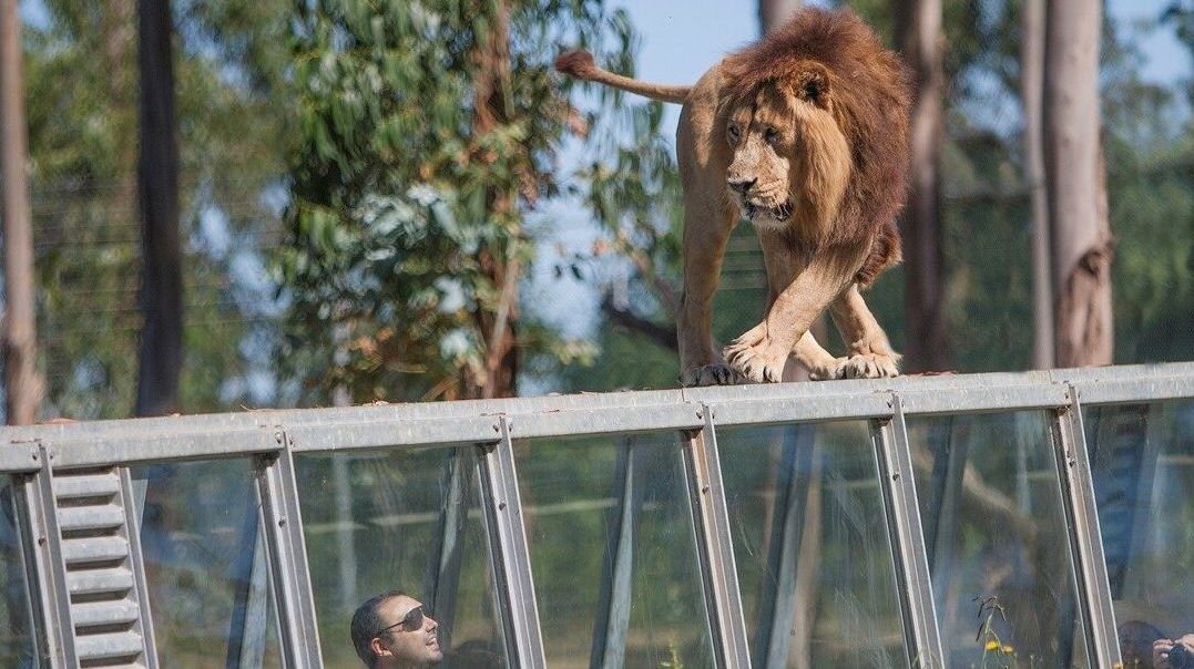7 trabajos relacionados con animales bien pagados