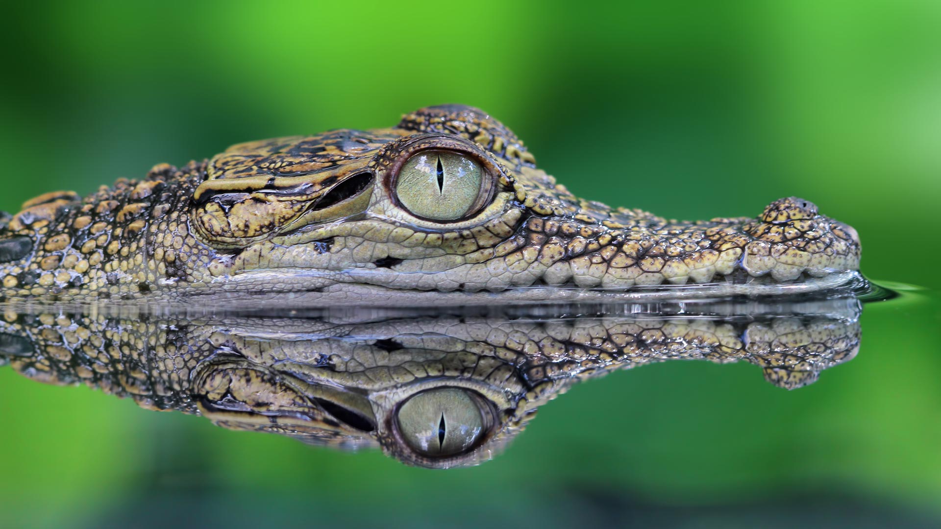 Diferencia entre caimanes y cocodrilos 