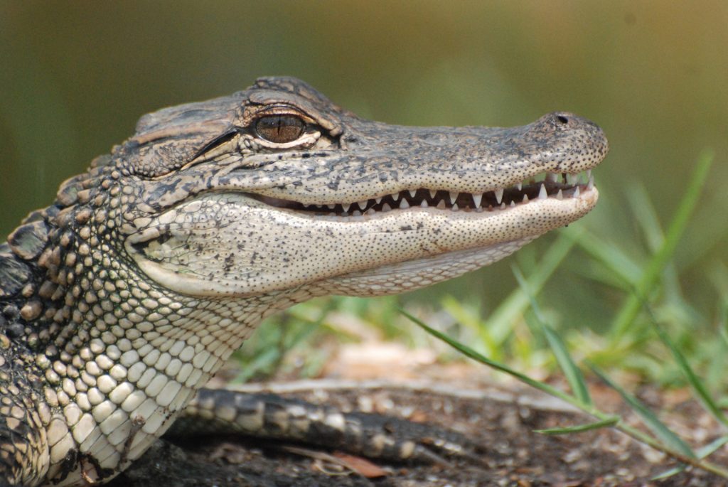 Diferencia entre caimanes y cocodrilos 
